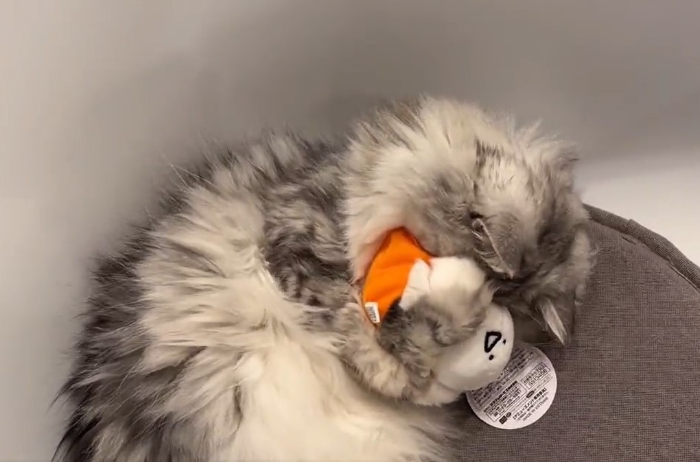ぬいぐるみをギュッとする猫が可愛すぎると話題「大事なお友達に
