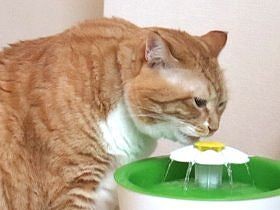 敵の出現に思わず息を飲む！　猫のぐっぴーが多義語を解説