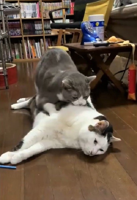 飼い主のhammerさんいわく、ライくんはフーくんに甘えたくてふみふみしていたのではないかという（hammerさん提供、Twitter動画よりキャプチャ撮影）