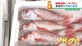 ノドグロの水揚げが増加