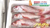 ノドグロが宮城県で水揚げ増加　海水温上昇が影響か　水産加工会社がチャンスと捉え商品化へ