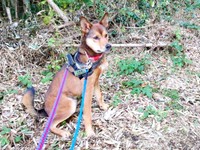 脱走中、小次郎くんがいたと思われる場所（画像提供：みかみと小次郎【公式】さん）