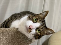 「私もいるよ〜」と、とげちゃん＝みふゆ(三冬)さん（@mifuyu_916）提供