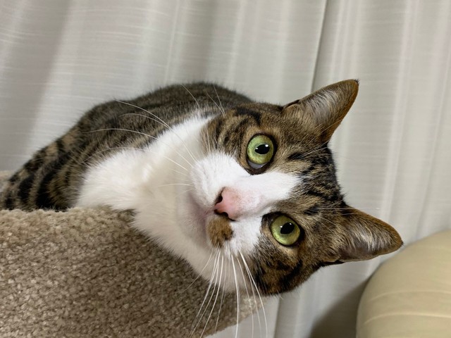 「私もいるよ〜」と、とげちゃん＝みふゆ(三冬)さん（@mifuyu_916）提供