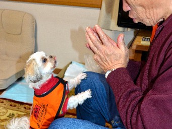 捨て犬から「聴導犬」になったシーズー　８種類の音聞き分け