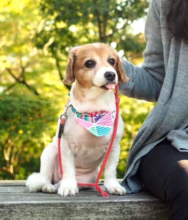 お散歩は休憩をはさみながらゆっくりしていたひめちゃん（画像提供：ひめたそ 17歳ミックス犬さん）