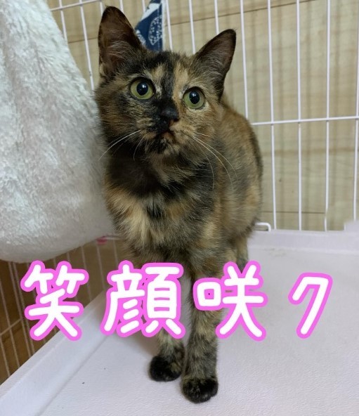 サビ猫えむちゃん、院長先生のところで幸せになってね！（yukakoさん提供、Instagramよりキャプチャ撮影）