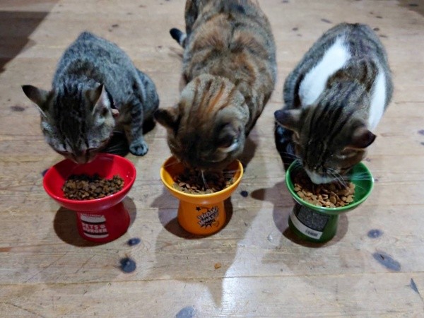 一緒にごはんを食べる（左から）ちゃちゃまるちゃん、ころねちゃん、のぶながくん（画像提供：ろばちゃむさん）