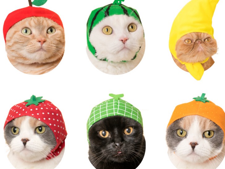 猫のかぶりもの「ガチャ」が大人気　今度は愛猫がフルーツに？