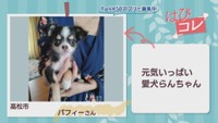 【はぴコレ】元気いっぱいの愛犬・息子の結婚式に曾祖母が参加できて幸せ　4月24日放送