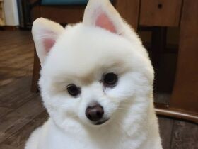 おいしい療法食を食べたくて、たまに仮病を使うことも！？　ポメラニアン「ヴァニラ」