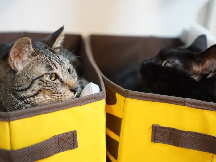 「なんか小さくなったね」「そっちはでかくなったね」