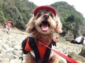 愛犬とカヤックに挑戦！　突然、海に飛び込んで大あわて