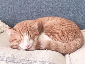 「ん～あ」と鳴くよ　おっとりぼんやりさんのマンチカン「まる」