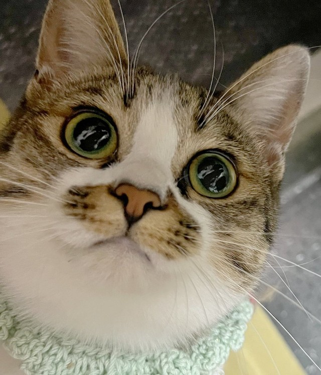 ドレミちゃんを彷彿とさせるっキュートなココちゃん（画像提供：つくきな ココテテさん）