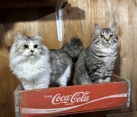 モコちゃんとトラくん㊨（なかよし自販機コーナーの広報担当・手塚さん提供）