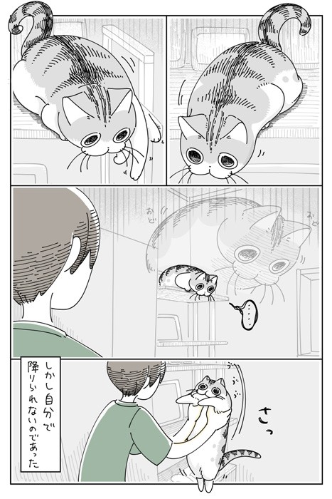 【漫画】「のぼれちゃったネコ」（提供：キュルZさん）