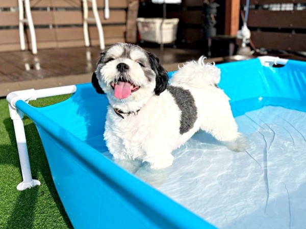 プール遊びを楽しむつくしちゃん（画像提供：パグチワマル つくしちゃん）