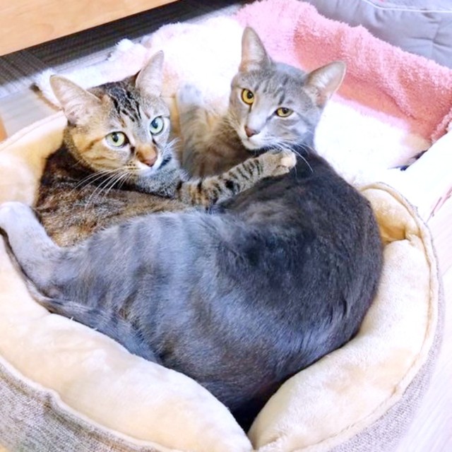 仲良く一緒にくつろぐ会長（左）と副会長（右）（画像提供：猫、飼い始めましたさん）