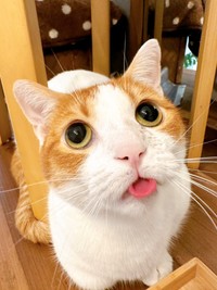 何度見てもこの顔どうかしてる」奇跡の瞬間を撮った飼い主さん