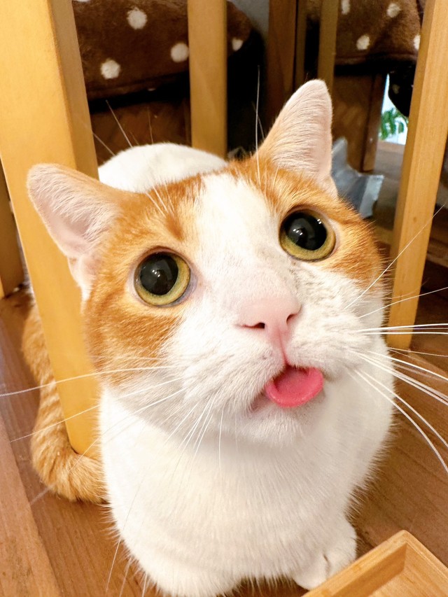 まるで時間が止まったような表情を見せてくれるもちくん（提供：も＆もちもなさん）