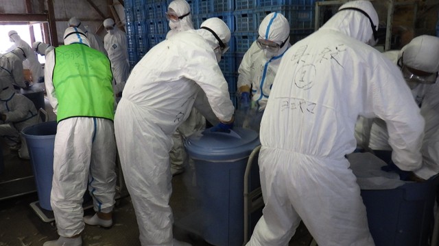 東かがわ市で発生した高病原性鳥インフルエンザ　農場のニワトリの殺処分が完了