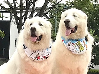 ジャニーズ系ワンコ？！のブランシェと甘えんぼうのリーブル