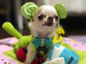 サロンで記念にパチリ　みんなのお姉ちゃん、チワワの「Qoo」はしっかり者