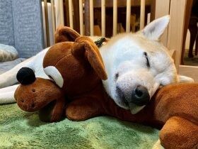 わがやの平和はおまかせあれ…　犬枕ですやすや眠る柴犬「忠相」