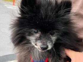 おじいちゃんになってもわちゃわちゃ元気！　16歳のポメラニアン「くぅちゃん」　