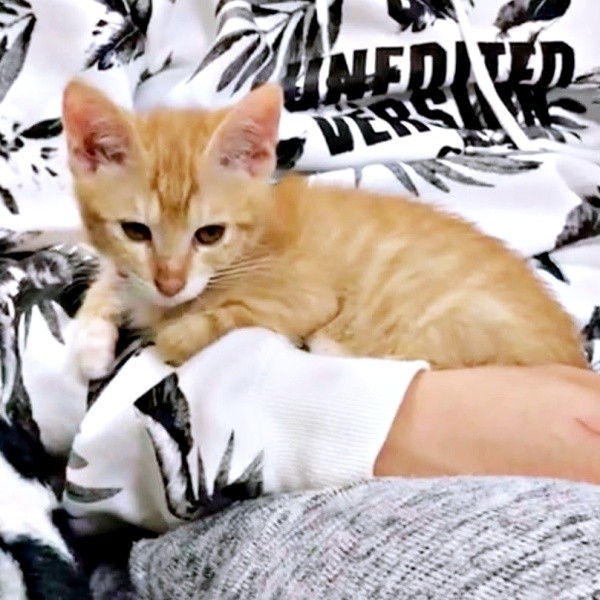 お迎え当日、腕に抱かれるちいちゃん（画像提供：ちーちゃん-Mari-うるちゃんさん／Instagram）