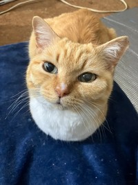 無事家猫ちゃんになれました（提供：ねこいろ日記さん）