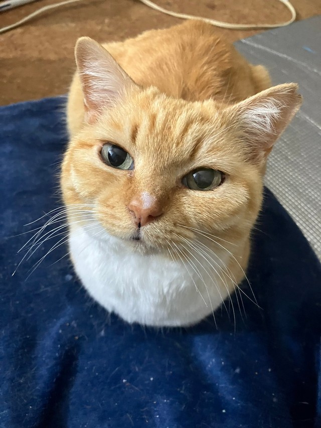 無事家猫ちゃんになれました（提供：ねこいろ日記さん）