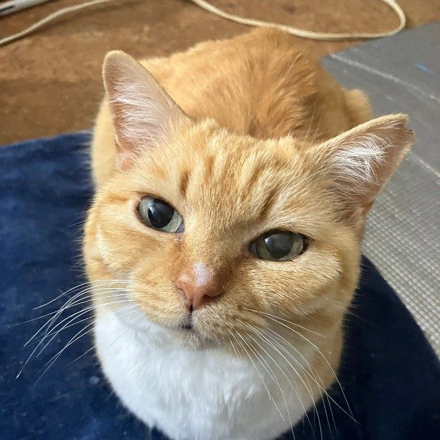 無事家猫ちゃんになれました（提供：ねこいろ日記さん）