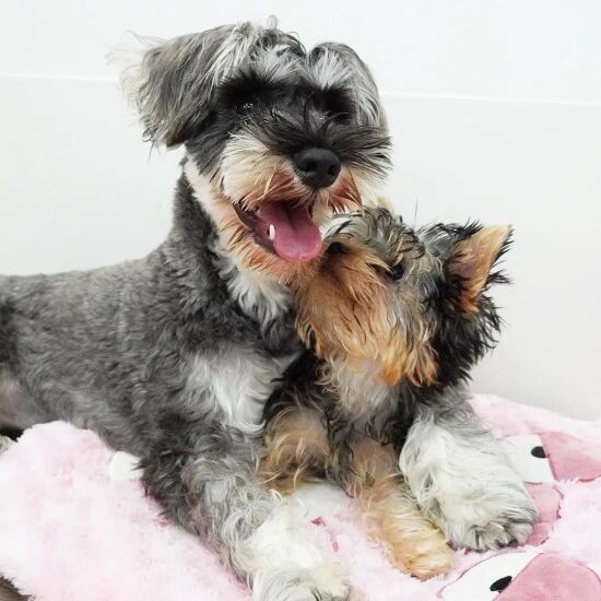 「マフィンパイセン、ちゅき」。後輩ワンコにもモテモテ（UG提供）