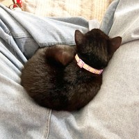 保護から数日…膝上にしょこんと座るようになったテテちゃん（画像提供：つくきな ココテテさん）