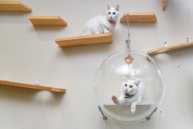 趣向を凝らしたキャットウォーク