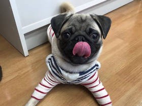 「イノシシ飼っちゃった!?」 体当たり、噛み、破壊……暴れまくるパグの子犬