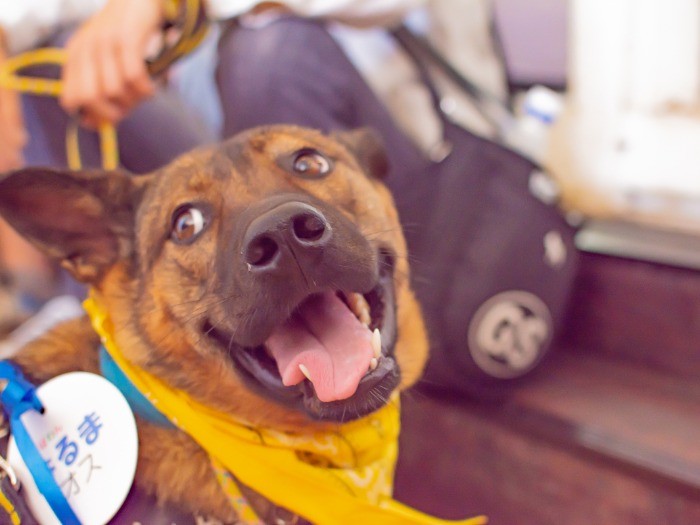 「あなた誰？」黄色いバンダナが新しい家族を募集中の犬の目印。photo by ムロヒロミ