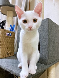 保護から約1カ月後、じっとカメラを見つめるるるさん（画像提供：あるくきくらげさん）