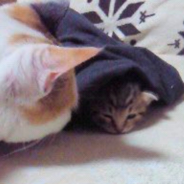 お迎え当時、とても小さかったまろちゃん（画像提供：こまちさん）