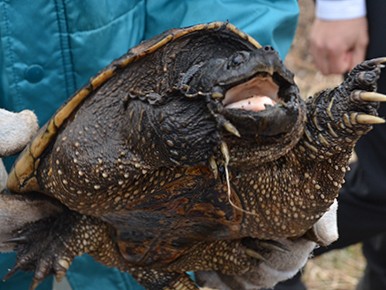 輸入されたペットのカミツキガメ、捨てられ大量繁殖？