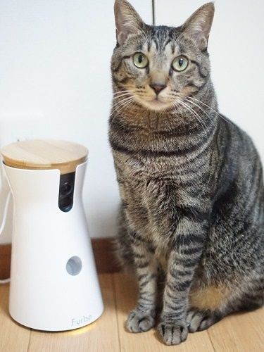 はっぴーたちを見守る、おやつの出るカメラ「「楽しく留守番できそう」
