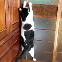 手慣れた様子で引き戸を登り始めるちもこちゃん（画像提供：ソラネコさんちさん）
