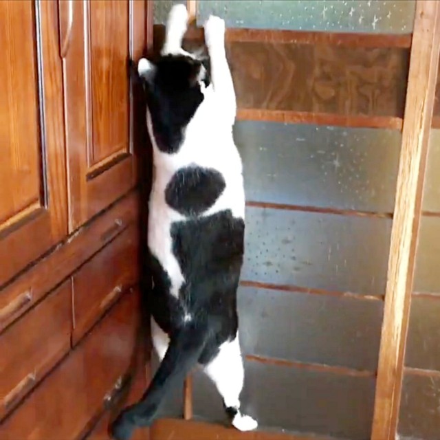 手慣れた様子で引き戸を登り始めるちもこちゃん（画像提供：ソラネコさんちさん）