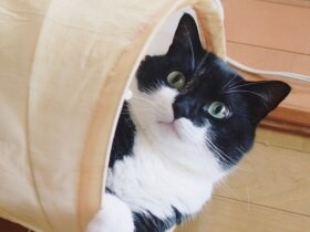 ２０２０ひょっこりはんで賞　マスク猫「ニコ」