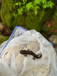 イシヅチサンショウウオの幼生（香川県立五色台少年自然センター提供）