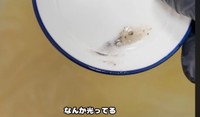 砂金発見／YouTubeチャンネル「ゴールドハンタービンゴ」（@金塊ビンゴ）提供