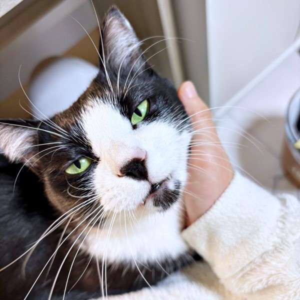 なでなでされてうっとりするあんこちゃん（画像提供：しじみとんさん）