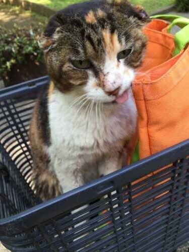 家にきたころの「Barnia ばーにゃ」